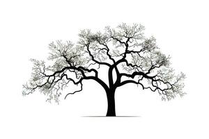 Bare branches of sessile oak tree against sky silhouette. Vector illustration desing.