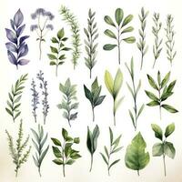 AI generated Collection of watercolor herbs clipart on white background. AI Generated photo