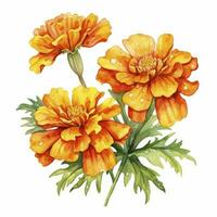 AI generated Watercolor autumn marigold flowers with raindrops on white background. AI Generated photo