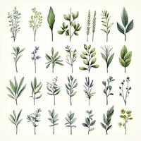 AI generated Collection of watercolor herbs clipart on white background. AI Generated photo