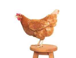 full body of brown chicken standing on wood desk isolated white background photo