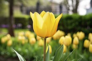 ai generado amarillo tulipán en el jardín. ai generado foto