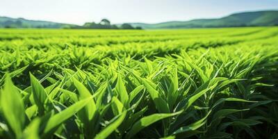 AI generated Field of vibrant green biofuel crops. AI Generated. photo