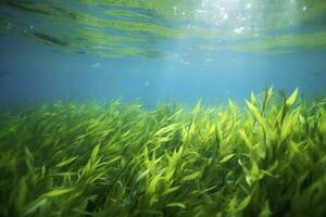 AI generated Underwater view of a group of seabed with green seagrass. AI Generated photo