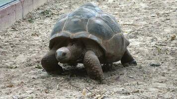 gigante tortugas caminando, animal tema video