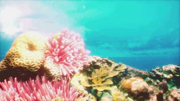 An underwater scene of corals and sponges on a coral reef video