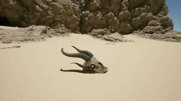 ein Tier Schädel im das Mitte von ein Wüste video