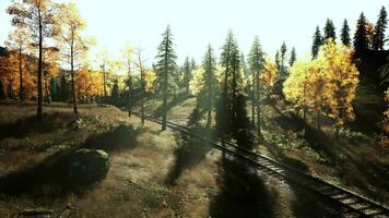 Aged railroad tracks vanishing into the shadows of a dense pine forest video