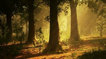 rayons de soleil éclatant dans une forêt brumeuse video