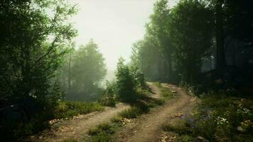 un' panoramico sporco strada circondato di lussureggiante verde alberi nel un' tranquillo, calmo foresta ambientazione video