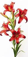 AI generated Red Lilies isolated on white background. AI Generated photo