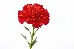 AI generated Red Carnation isolated on white background. AI Generated photo