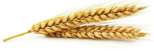 AI generated Wheat ears isolated on white background. AI Generated. photo