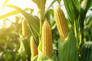 AI generated Closeup corn cobs in corn plantation field. Generative AI photo