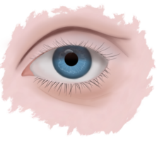 een realistisch tekening van een menselijk oog met een blauw iris, dichtbij omhoog, deze is een schaalbaar en bewerkbare vector tekening, zwart oog iris leerling, dichtbij omhoog visie van menselijk oog op zoek weg png