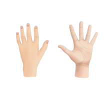 Hand arm finger palm gesture concept, hands in doodle style isolated human arms, Hand arm finger png