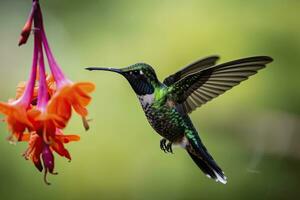 ai generado colibrí en costa rico ai generado. foto