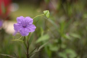 Beautiful purple ruellia flowers in indonesia wild, closeup photo