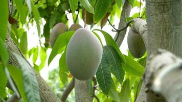 collecte mangue fruit manuellement video