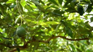 Avocado fruit hanging at branch of tree in a plantation video