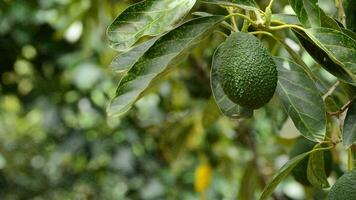 aguacate hass Fruta colgando a árbol en cosecha en un plantación video