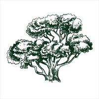 vector drawing of a tree in engraving style. vintage tree illustration, black and white sketch