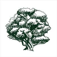 vector drawing of a tree in engraving style. vintage tree illustration, black and white sketch