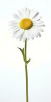 AI generated Common daisy isolated on white background. AI Generated photo