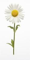 AI generated Common daisy isolated on white background. AI Generated photo