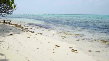 Karimunjawa Island Beach Loop video