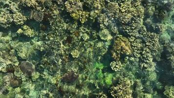 aérien vue de corail récifs sur le côte de karimunjawa île, Indonésie. video
