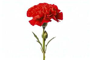 AI generated Red Carnation isolated on white background. AI Generated photo