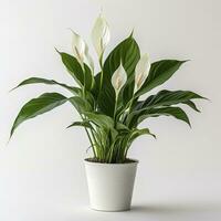 AI generated Peace Lily on a plain white background. AI Generated photo