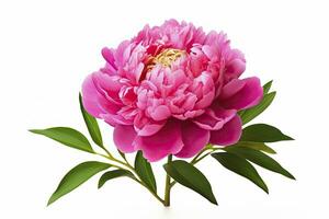 AI generated Peony isolated on white background. AI Generated photo