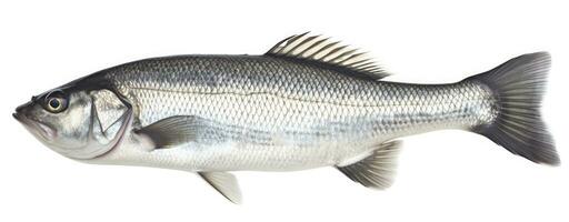 AI generated One fresh sea bass fish isolated on white background. AI Generated. photo