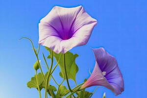 ai generado Mañana gloria flor con azul cielo. ai generado. foto