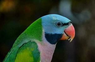 a colorful parrot with a green beak photo