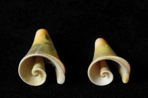 two small shells with spiral designs on them photo