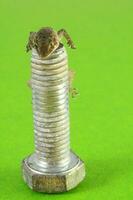 un pequeño lagartija sentado en parte superior de un tornillo foto