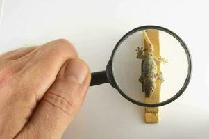 a person holding a magnifying glass over a lizard photo