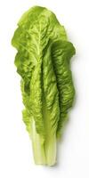 AI generated Lettuce isolated on white background. AI Generated photo