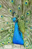 a peacock with its feathers spread out photo