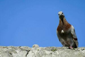 a pigeon sitting on top of a stone wall photo