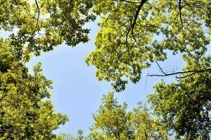 a view of the sky through the canopy of trees photo