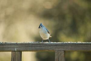 This little tufted titmouse sat perched on the wooden railing looking for birdseed. His cute little mohawk standing up. His grey body with little white belly looks cute with his little black eyes. photo