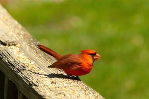 This beautiful cardinal was sitting on the wooden railing of the deck with birdseed. His bright red body stands out from the surroundings. His little black mask protecting his eyes from the light. photo