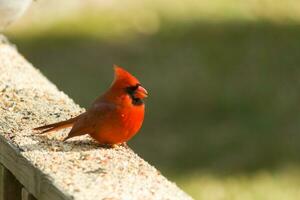 esta hermosa cardenal estaba sentado en el de madera barandilla de el cubierta con alpiste. su brillante rojo cuerpo soportes fuera desde el alrededores. su pequeño negro máscara proteger su ojos desde el ligero. foto