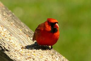 esta hermosa cardenal estaba sentado en el de madera barandilla de el cubierta con alpiste. su brillante rojo cuerpo soportes fuera desde el alrededores. su pequeño negro máscara proteger su ojos desde el ligero. foto