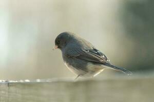 This cute little dark-eyed junco was perched on the wooden railing. The little bird is out for birdseed. Another name for this avian is the snowbird since they appear close to the winter season. photo