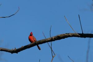 esta hermosa rojo cardenal se sentó encaramado en el rama de esta árbol. el brillante rojo cuerpo de el pájaro soportes fuera desde el desnudo marrón rama. allí son No hojas en esta miembro debido a el invierno estación. foto